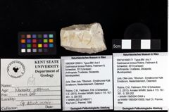 Foto (Objket + Etiketten) von Gastrosacus torosus (Robins, Feldmann & Schweitzer, 2013) 